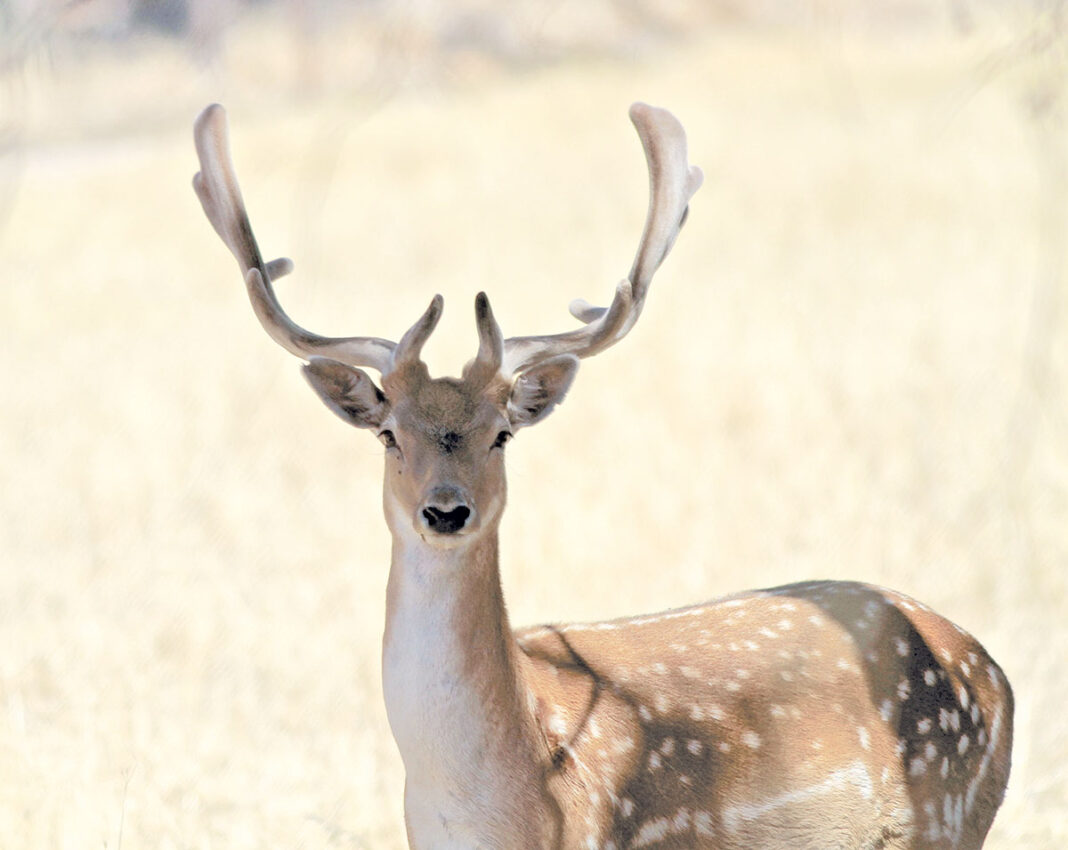 Feral Deer In Sights The Se Voice